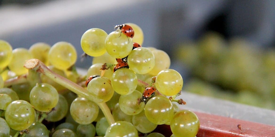 In Praise of Grower Champagne