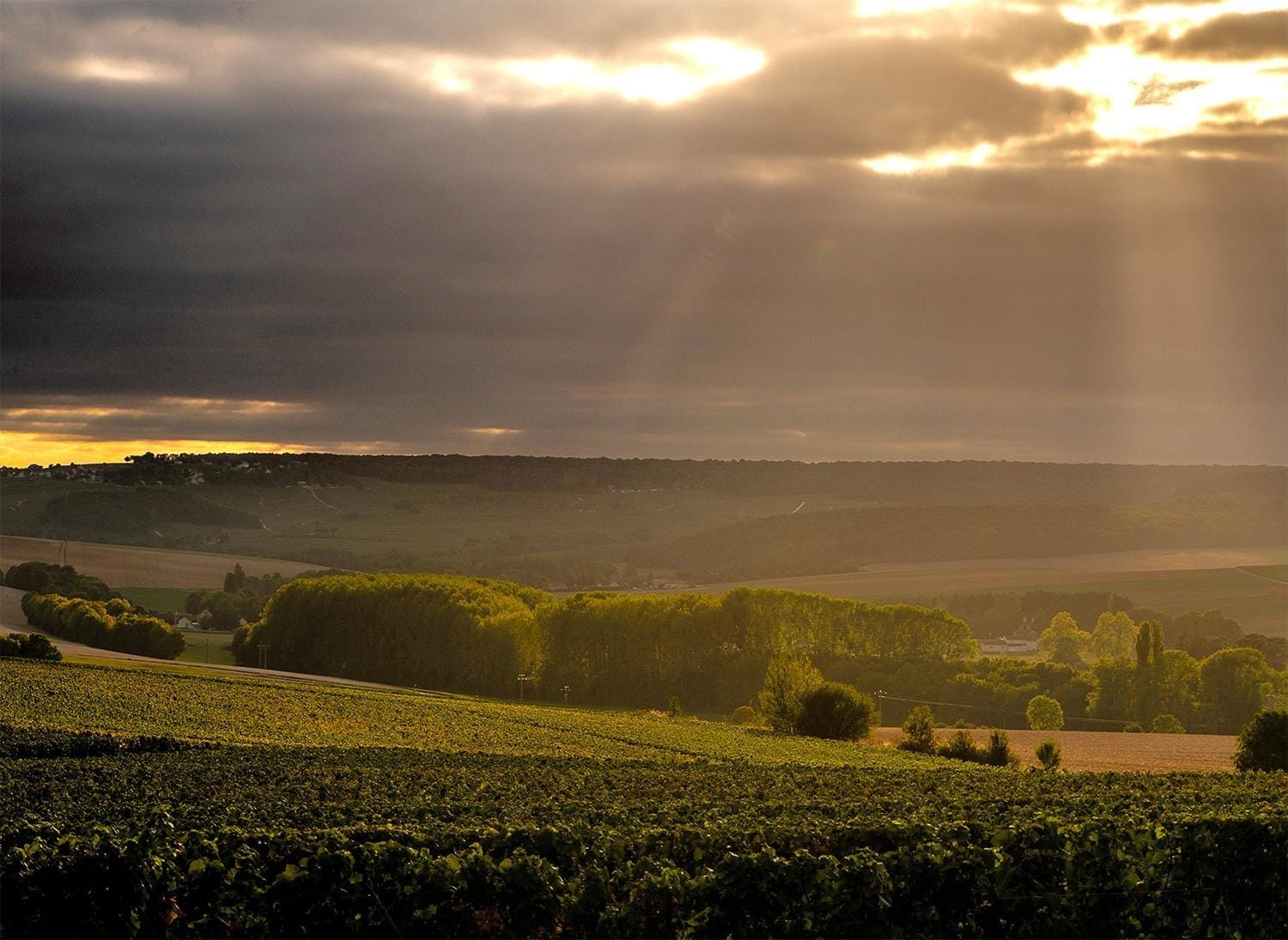 In Praise of Grower Champagne